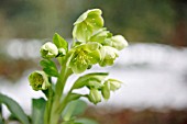 HELLEBORUS FOETIDUS FLOWERS