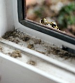 COMMON FROG AT THE DOOR