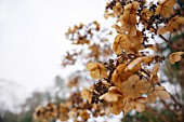 HYDRANGEA PANICULATA DRIED FLOWERHEADS