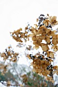 HYDRANGEA PANICULATA DRIED FLOWERHEADS