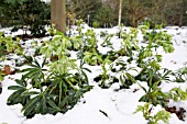 HELLEBORUS FOETIDUS