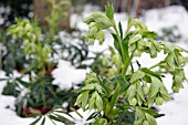 HELLEBORUS FOETIDUS