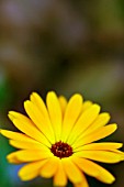 ORANGE OSTEOSPERMUM