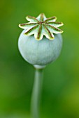 POPPY SEEDHEAD