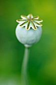 POPPY SEEDHEAD