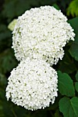 HYDRANGEA ARBORESCENS ANNABELLE