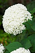 HYDRANGEA ARBORESCENS ANNABELLE