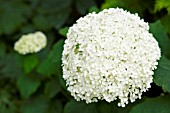 HYDRANGEA ARBORESCENS ANNABELLE