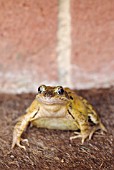 COMMON FROG ON A DOOR MAT