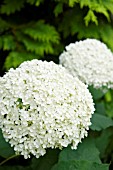 HYDRANGEA ARBORESCENS ANNABELLE