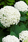 HYDRANGEA ARBORESCENS ANNABELLE