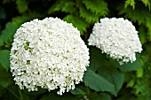 HYDRANGEA ARBORESCENS ANNABELLE