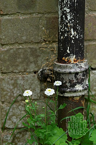 SMALL_WHITE_CHRYSANTHEMUMS_GROWING_BY_DRAINPIPE