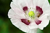 HOVERFLIES IN PAPAVER SOMNIFERUM