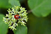 LADYBIRD ON FLOWERBUD