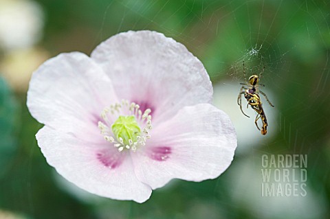 SPIDER_ON_WEB_WITH_HOVERFLY_PREY_IN_FRONT_OF_PAPAVER_SOMNIFERUM_FLOWER