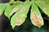 RESULT OF HORSE CHESTNUT LEAVES ATTACKED BY CAMERARIA OHRIDELLA, LEAF MINING MOTH