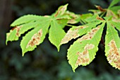 RESULT OF HORSE CHESTNUT LEAVES ATTACKED BY CAMERARIA OHRIDELLA, LEAF MINING MOTH