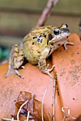 COMMON FROG ON A GARDEN POT