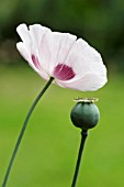 THE UNDERNEATH OF A PAPAVER SOMNIFERUM FLOWER WITH SEEDHEAD