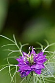 NIGELLA DAMASCENA