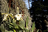 RHYNCHOLAELIA GLAUCA VAR. ALBA ORCHID GROWING ON TREE