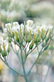 KALANCHOE LATISEPALA FLOWERS