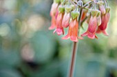 KALANCHOE PUBESCENS