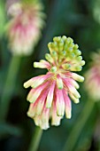 VELTHEIMIA BRACTEATA