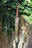 AMORPHOPHALLUS RIVIERI