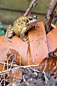 COMMON FROG ON A GARDEN POT