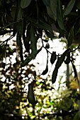 NEPENTHES ALATA X VENTRICOSA -  SILHOUETTE OF HANGING PITCHER PLANT