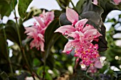 MEDINILLA MAGNIFICA