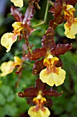 X ODONTOCIDIUM TIGER HAMBUHREN