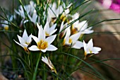 ROMULEA BULBOCODIUM VAR. LEICHTLINIANA