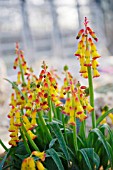 LACHENALIA ALOIDES VAR. QUADRICOLOR