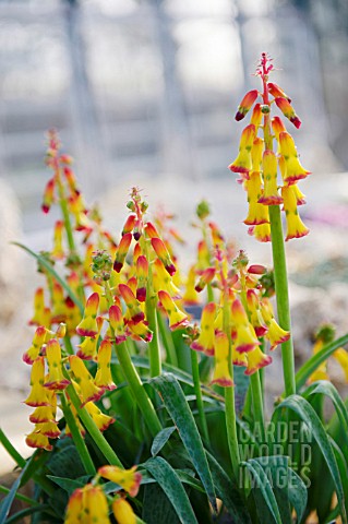 LACHENALIA_ALOIDES_VAR_QUADRICOLOR