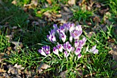 CROCUS TOMMASINIANUS