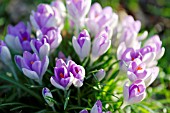 CROCUS TOMMASINIANUS