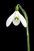 GALANTHUS SAM ARNOTT