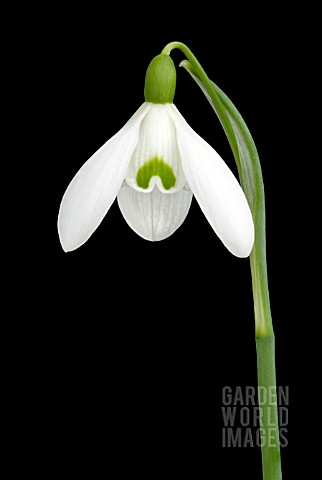 GALANTHUS_SAM_ARNOTT