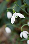 GALANTHUS MAGNET