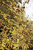 HAMAMELIS X INTERMEDIA BRANDIS