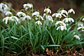 GALANTHUS GREATOREX DOUBLE