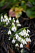 GALANTHUS NIVALIS IN OPHIOPOGON NIGRESCENS