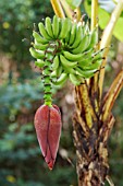 MUSA, BANANA FRUITS AND FLOWER