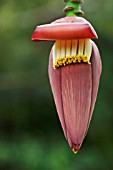 MUSA, BANANA INFLORESCENCE