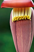 MUSA, BANANA INFLORESCENCE