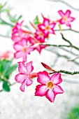 ADENIUM