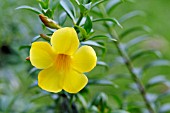 ALLAMANDA CATHARTICA